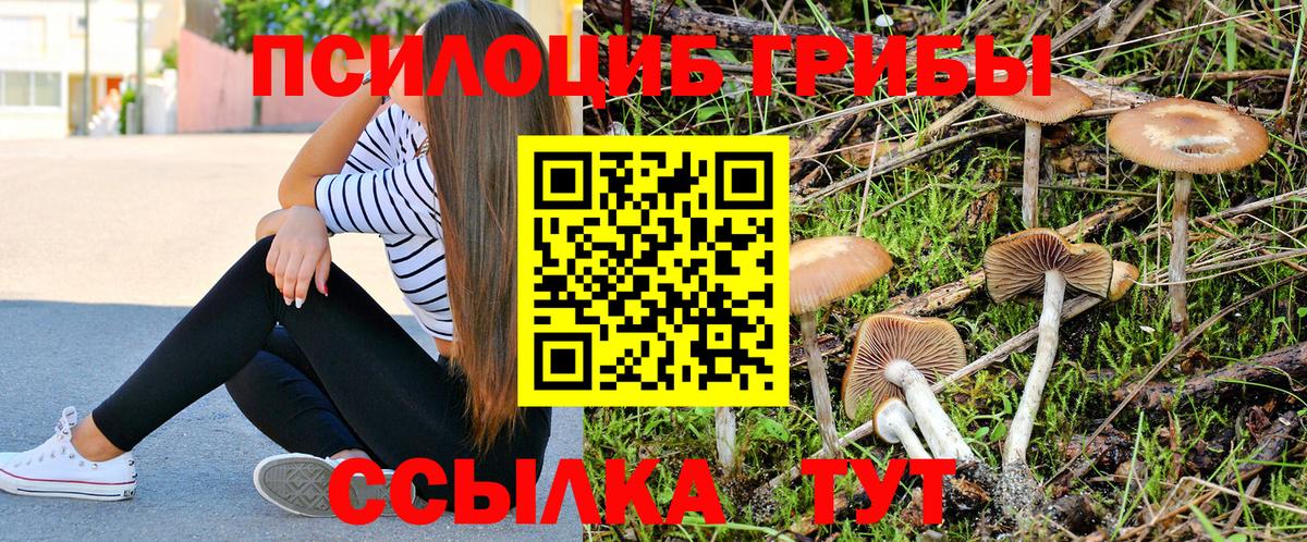 Псилоцибиновые грибы Psilocybine cubensis  Ярославль 